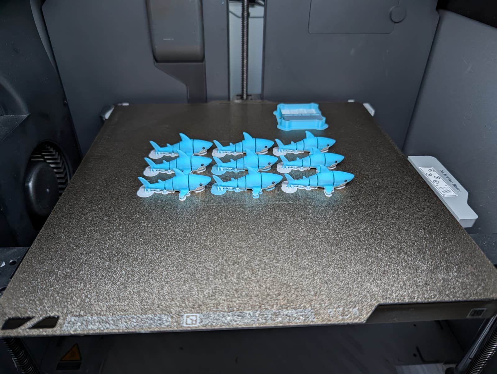 Tiny Requin - Image 4