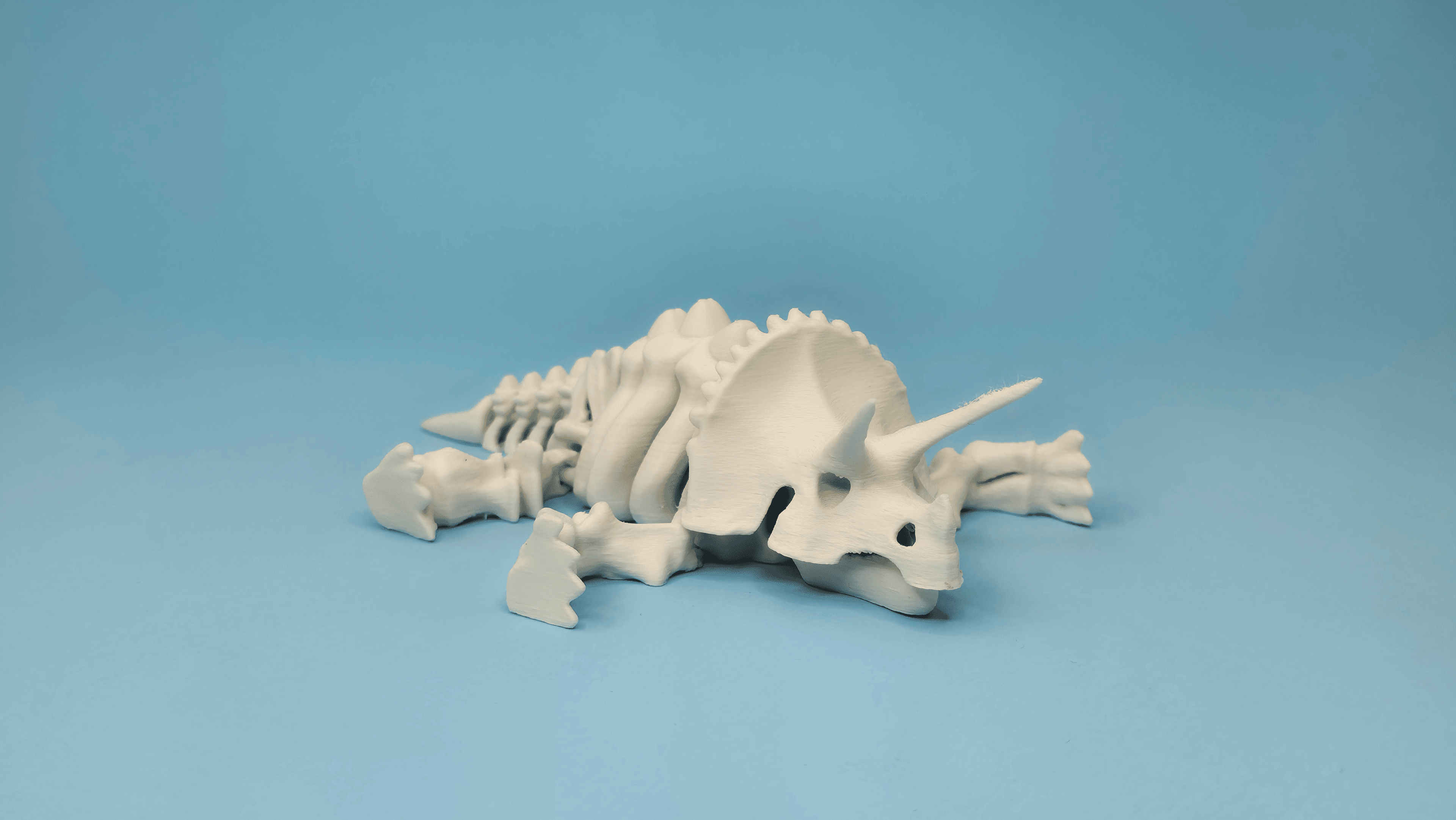 Articulé Squelette Triceratops Dinosaure - Image 2